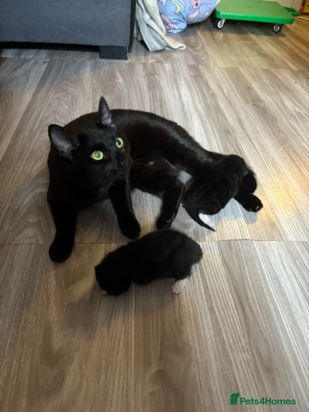 Domestic Shorthair cats for sale: Kitten for sale - Advert 2