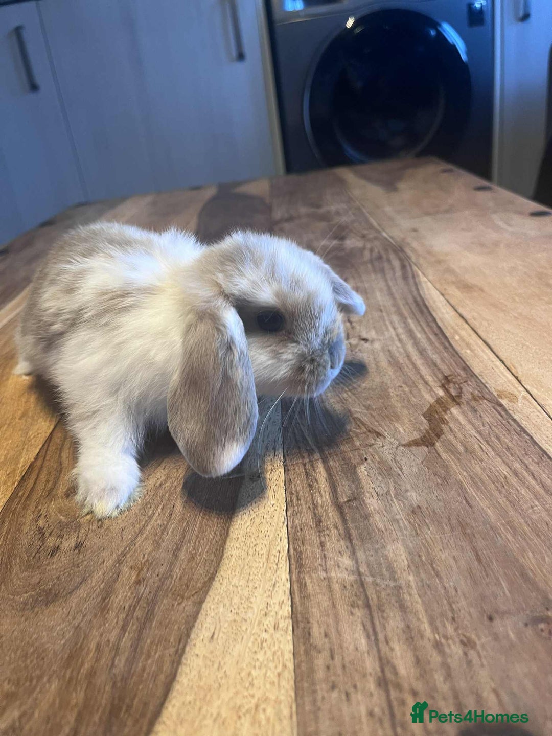 Mini Lop rabbits for sale: Mini lop baby rabbits  - Image 6