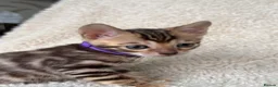 Bengal cats for sale: Bengal Kittens Looking for Loving Homes 🐾  - Advert 4