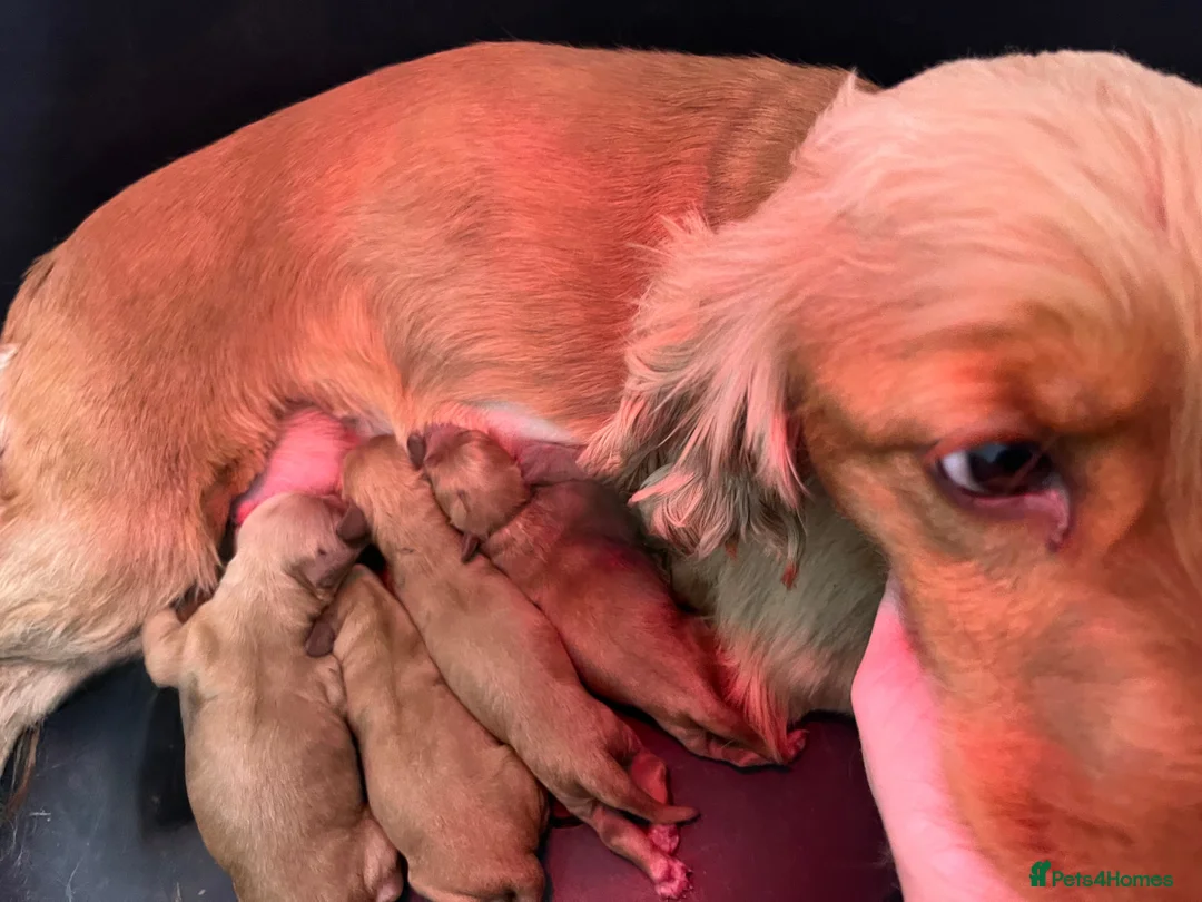 Cockapoo dogs for sale: Stunning F1 Toy Cockapoos Puppies  - Advert 3