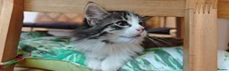 Mixed Breed cats for sale: Fluffy kittens for sale - Advert 25