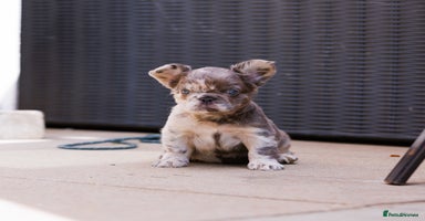 French Bulldog dogs - Advert 5