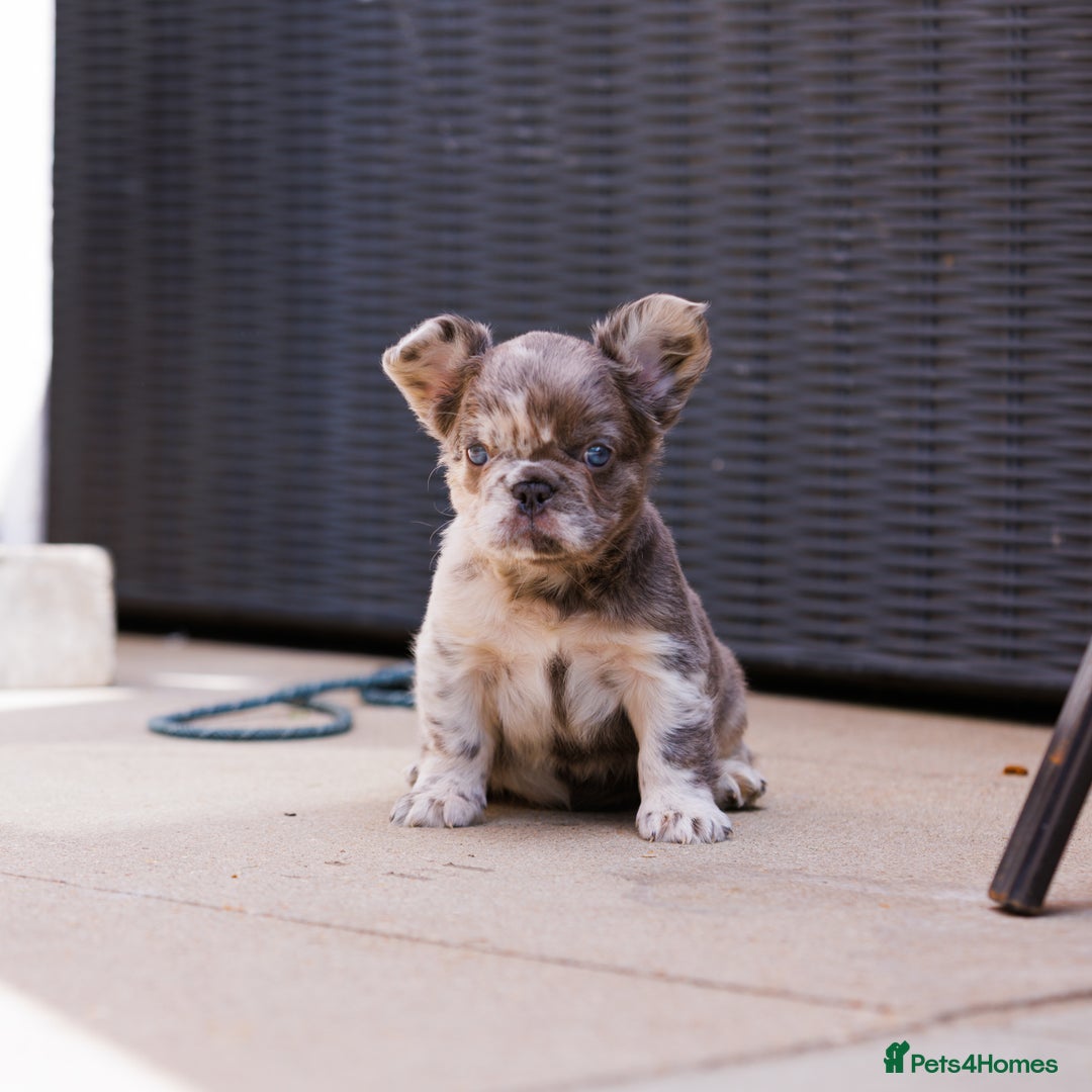French Bulldog dogs for sale: Fluffy frenchies  - Image 3