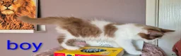 Munchkin cats for sale: Beautiful Munchkin kittens  - Advert 27
