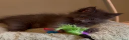 Maine Coon cats for sale: Beautiful pedigree Maine Coon kittens READY NOW - Advert 13
