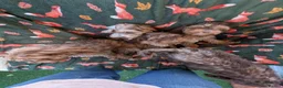 Cockapoo dogs for sale: 🌟 Superb chocolate sable cockapoo pups 🌟 in Maldon - Advert 29