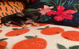 Chihuahua dogs for sale: For sale  - Advert 8