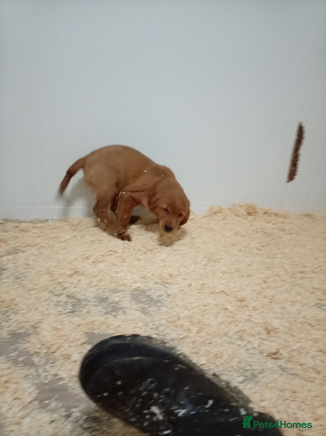 Golden Retriever dogs for sale: Kc registered golden retrievers from working lines - Advert 4