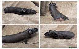Guinea Pig rodents for sale: Skinny pig girls x - Image 2