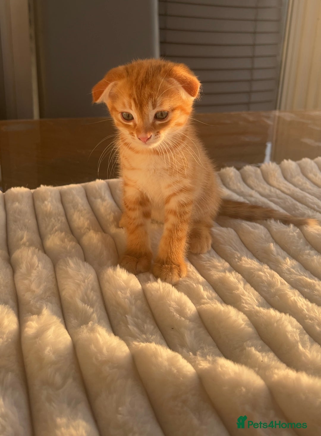 Scottish Fold cats for sale: Scottish Fold/ ALL PRICE NEGOTIABLE! 🐾  - Image 4