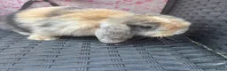 Mini Lop rabbits for sale: Ready to leave 8 week old baby mini lops in Frome - Advert 22