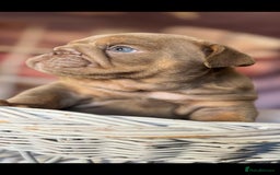 English Bulldog dogs for sale: KC REGISTED TOP BLOODLINE  - Image 6