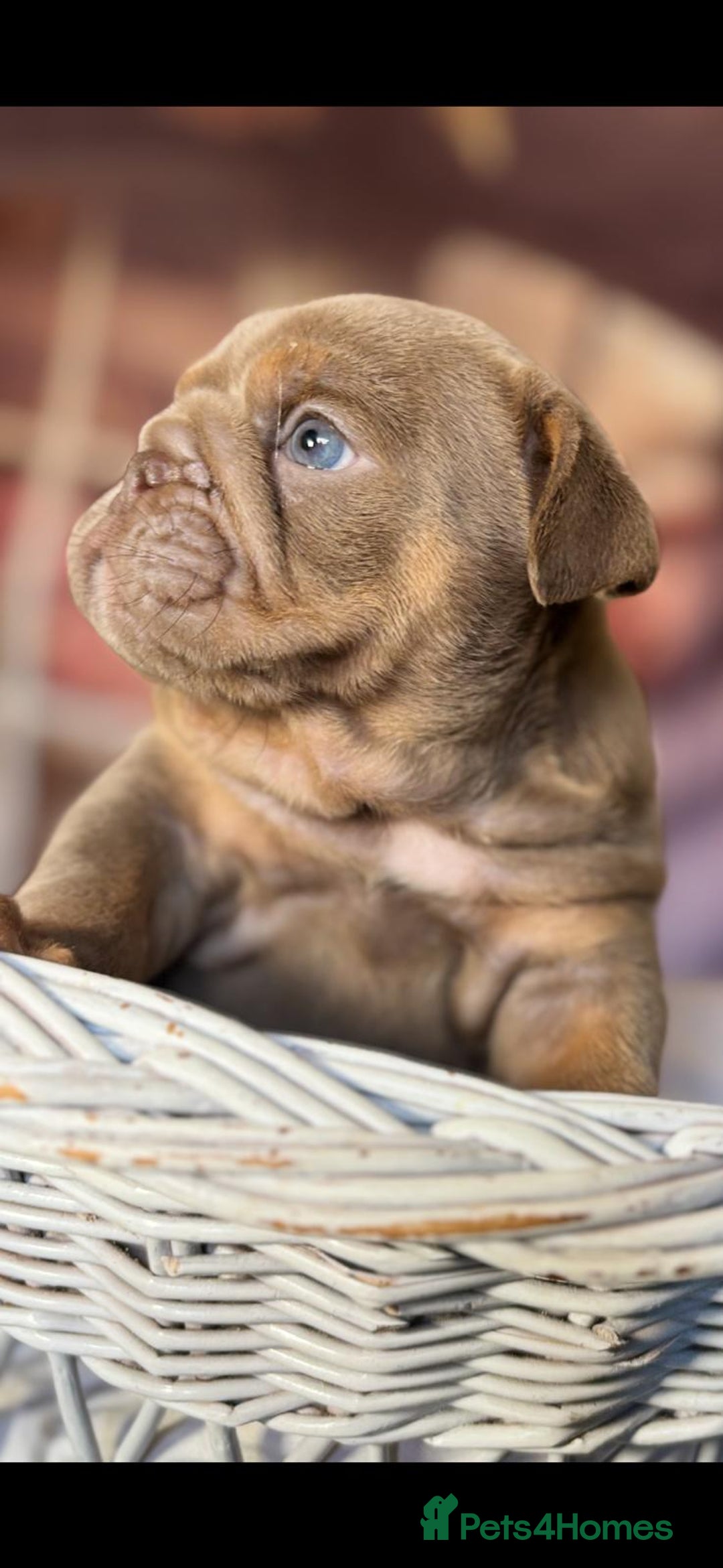 English Bulldog dogs for sale: KC REGISTED TOP BLOODLINE  - Image 6