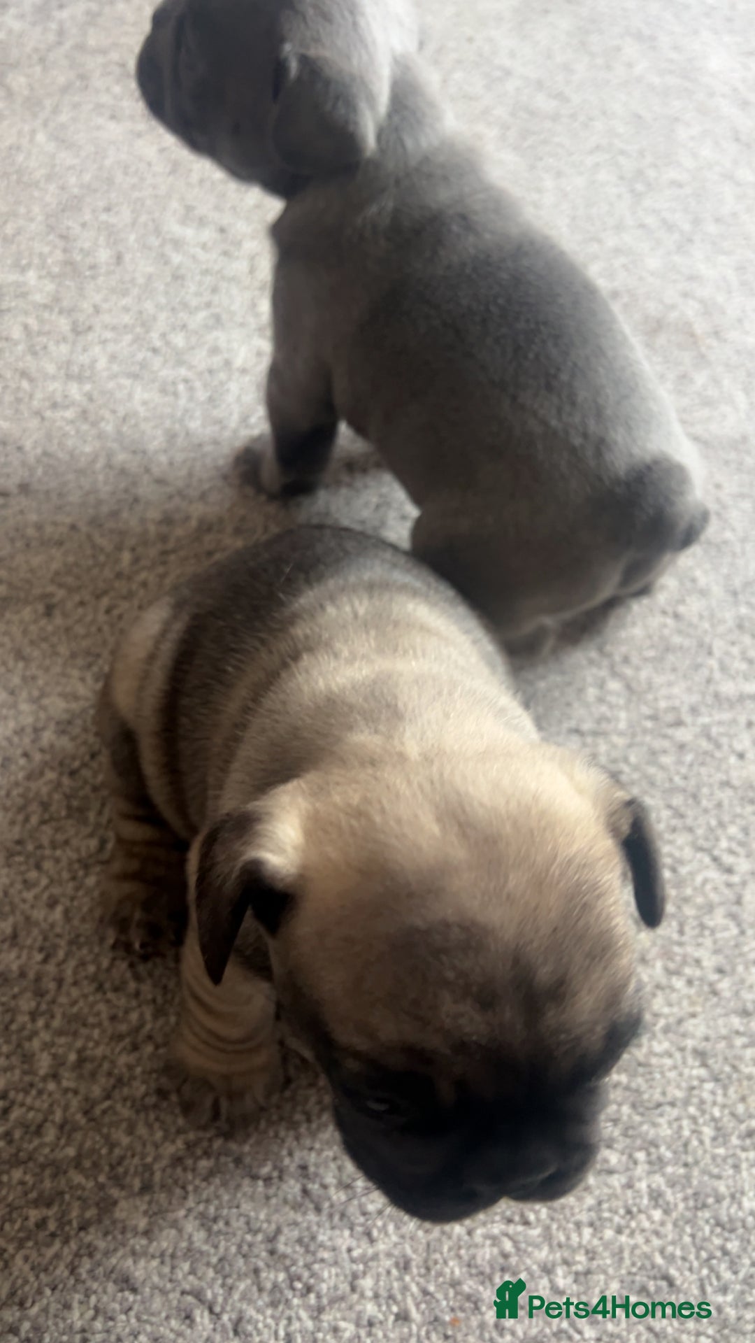 French Bulldog dogs for sale: 1 male and 2 female French Bulldogs for sale - Image 2