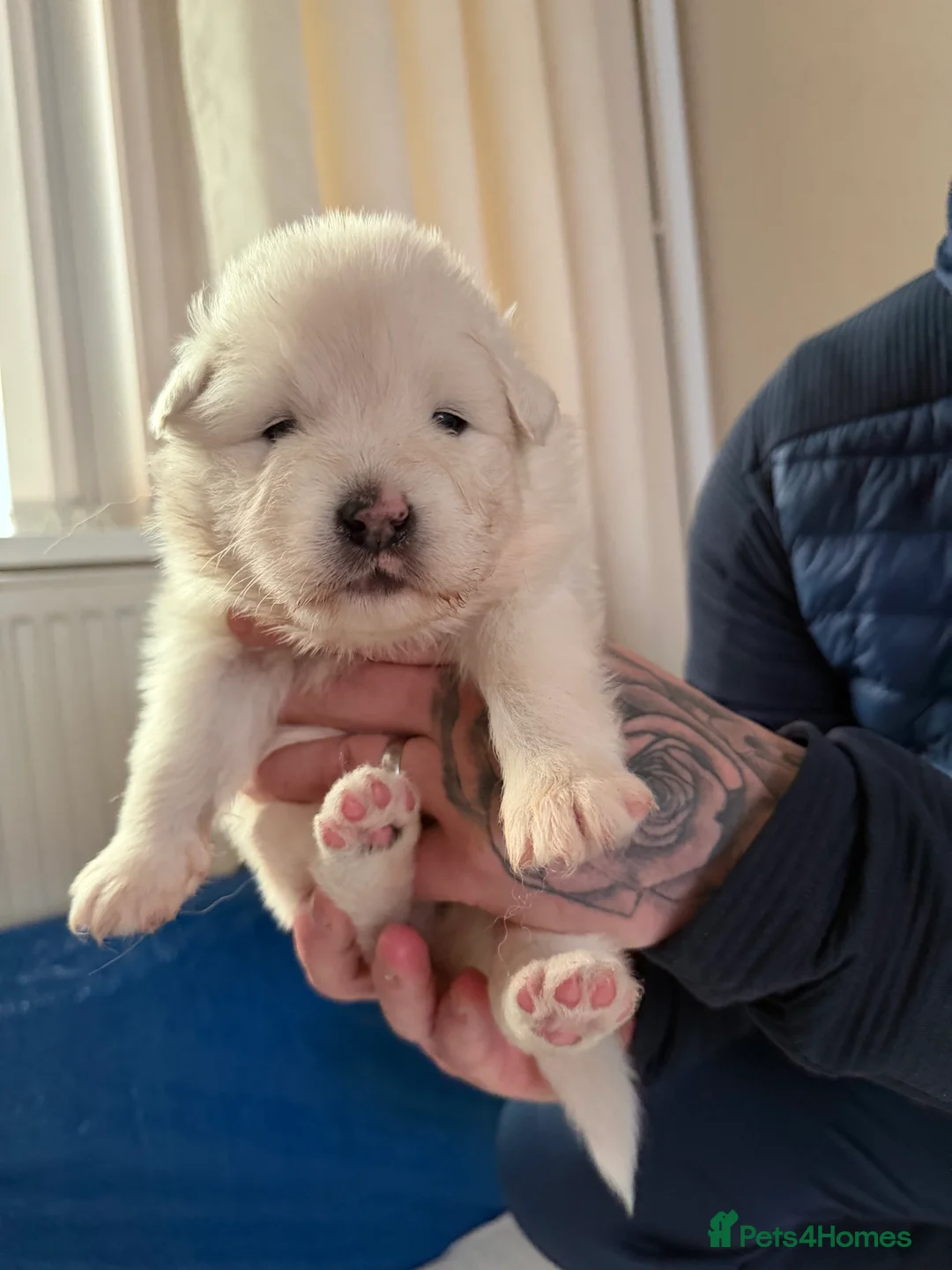 Samoyed dogs for sale: Beautiful samoyed pups  - Advert 6