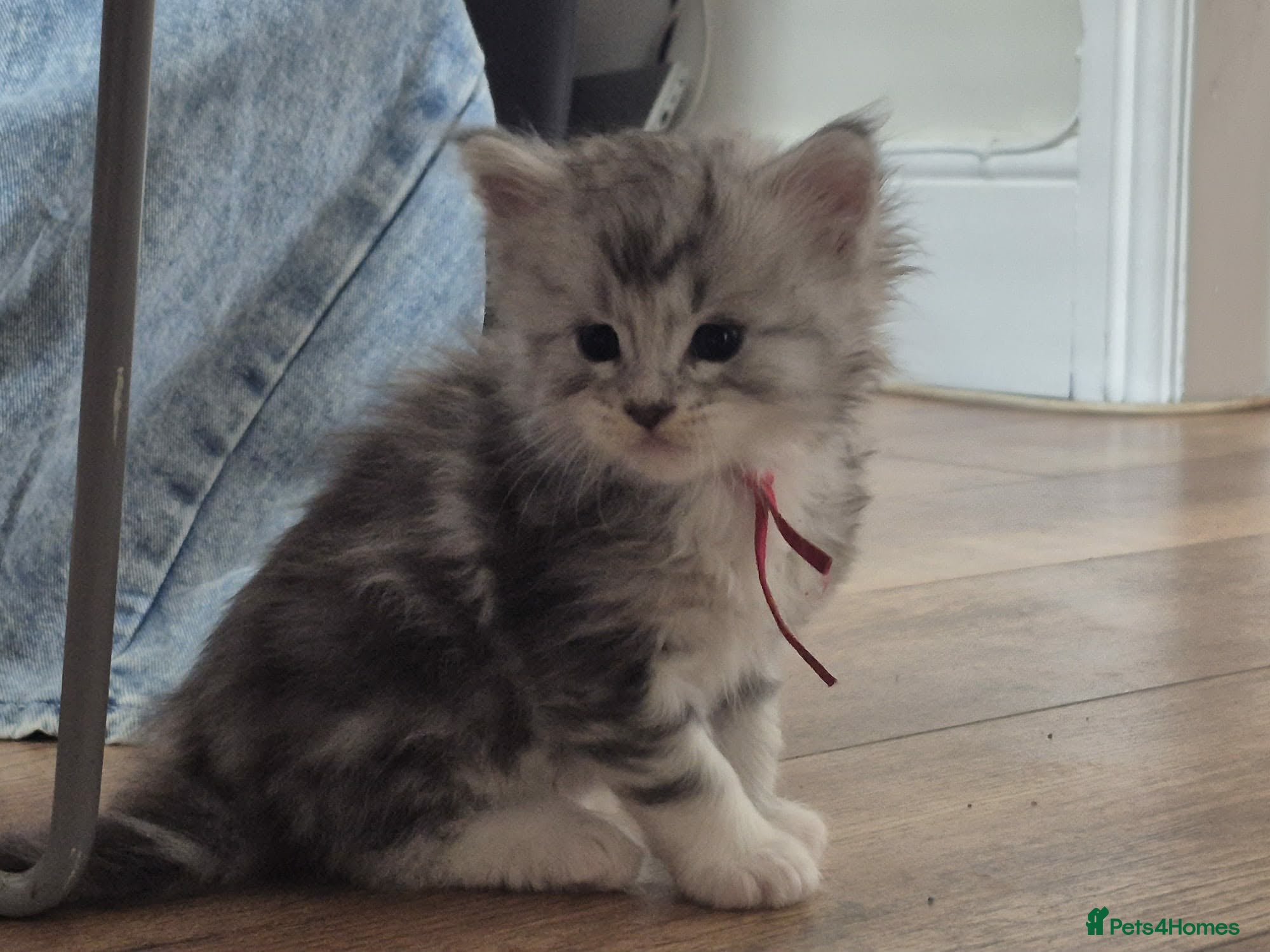 Maine Coon cats Maine coone kittens - Advert 3