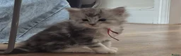 Maine Coon cats for sale: Maine coone kittens in Ebbw Vale - Advert 1