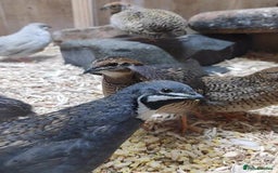 Quail poultry for sale: Chinese quail  - Image 1