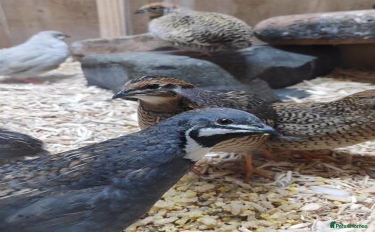 Quail poultry - Advert 1