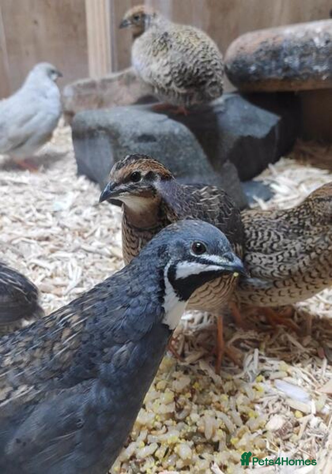 Quail poultry for sale: Chinese quail  - Image 1
