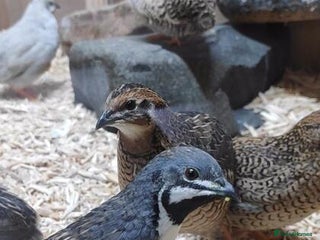 Quail poultry - Advert 26