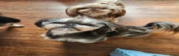 Shih Tzu dogs for stud: Handsome imperial shihtzu *NOW PROVEN* - Advert 1