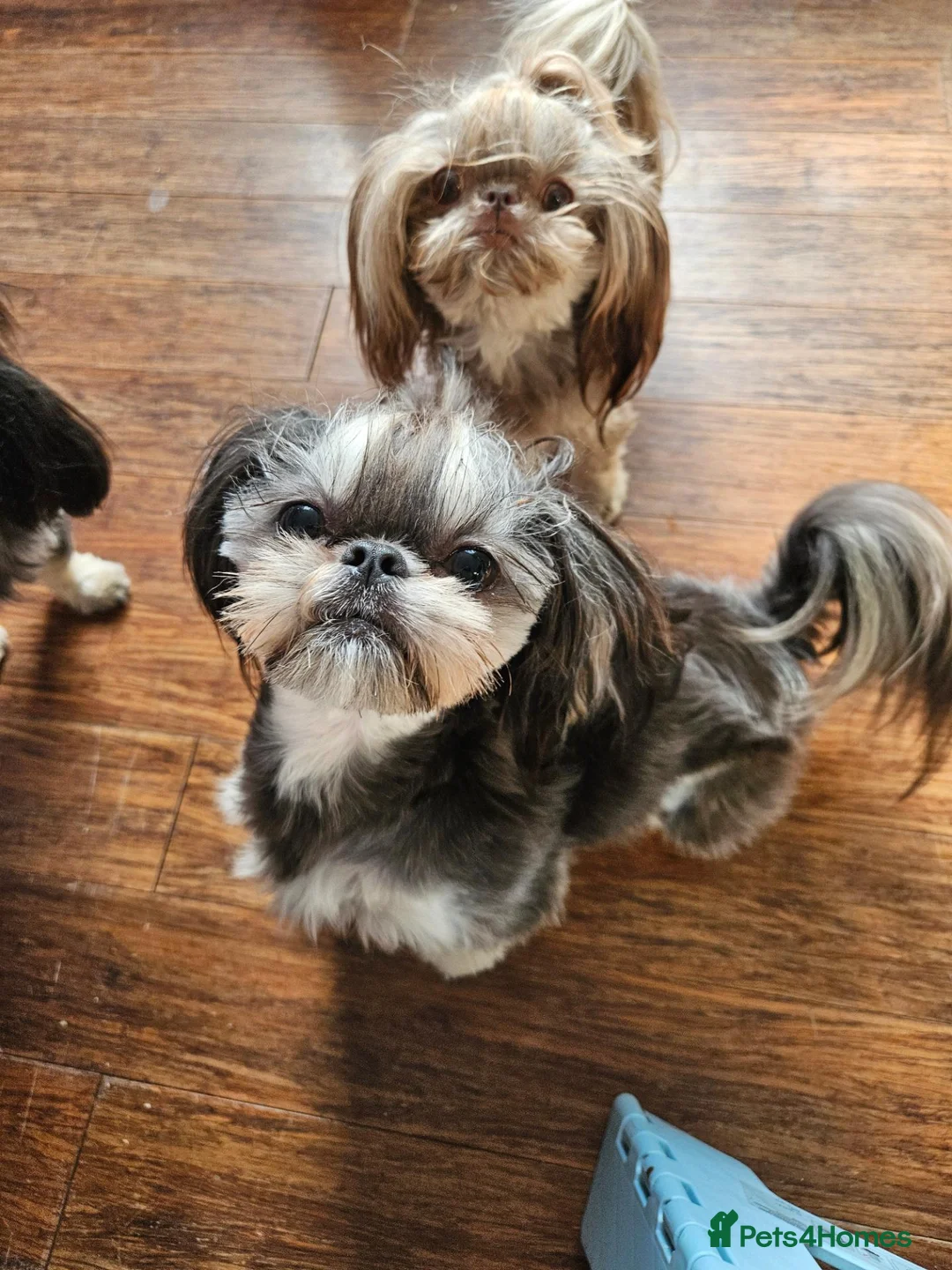 Shih Tzu dogs for stud: Handsome imperial shihtzu *NOW PROVEN* - Advert 1