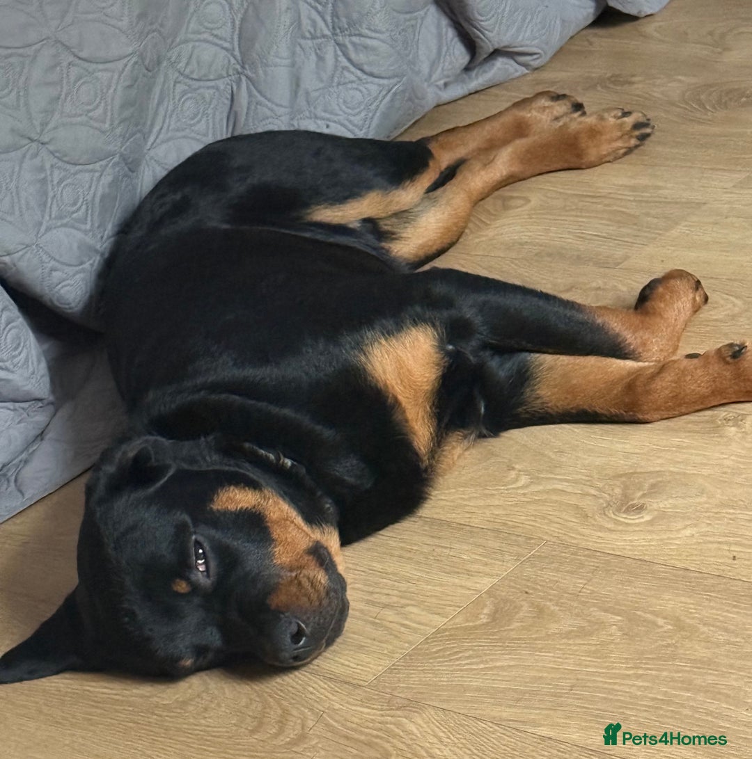 Rottweiler dogs for sale: Unfortunately need to rehome Benny  - Advert 2