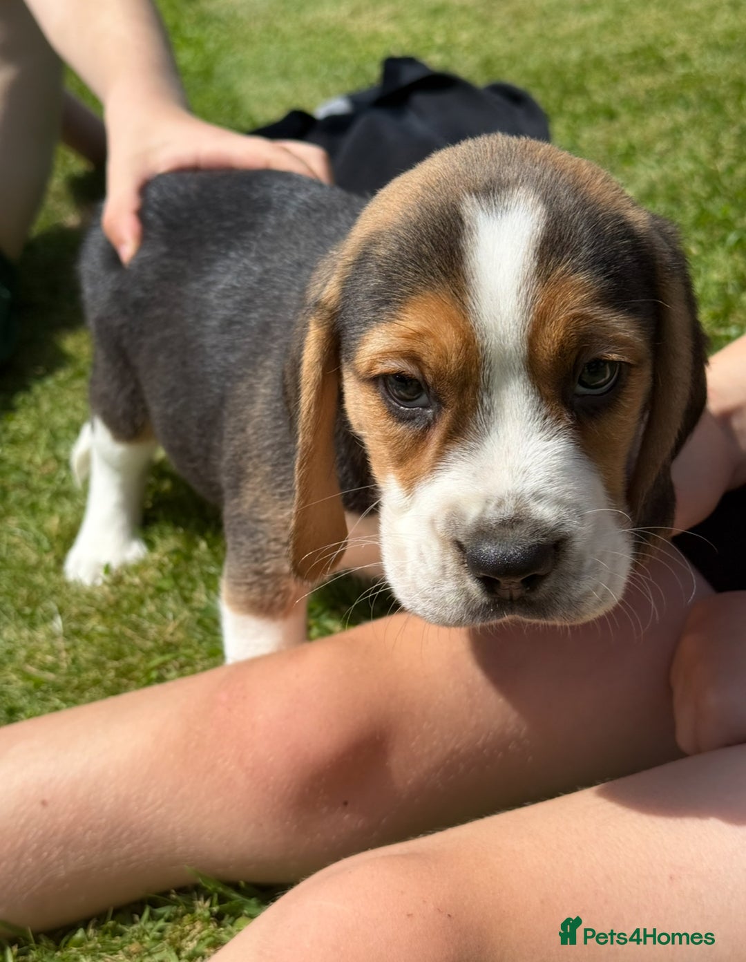 Beagle dogs for sale: Quality Purebred BEAGLE Puppies (FOOT BEAGLES) - Image 2