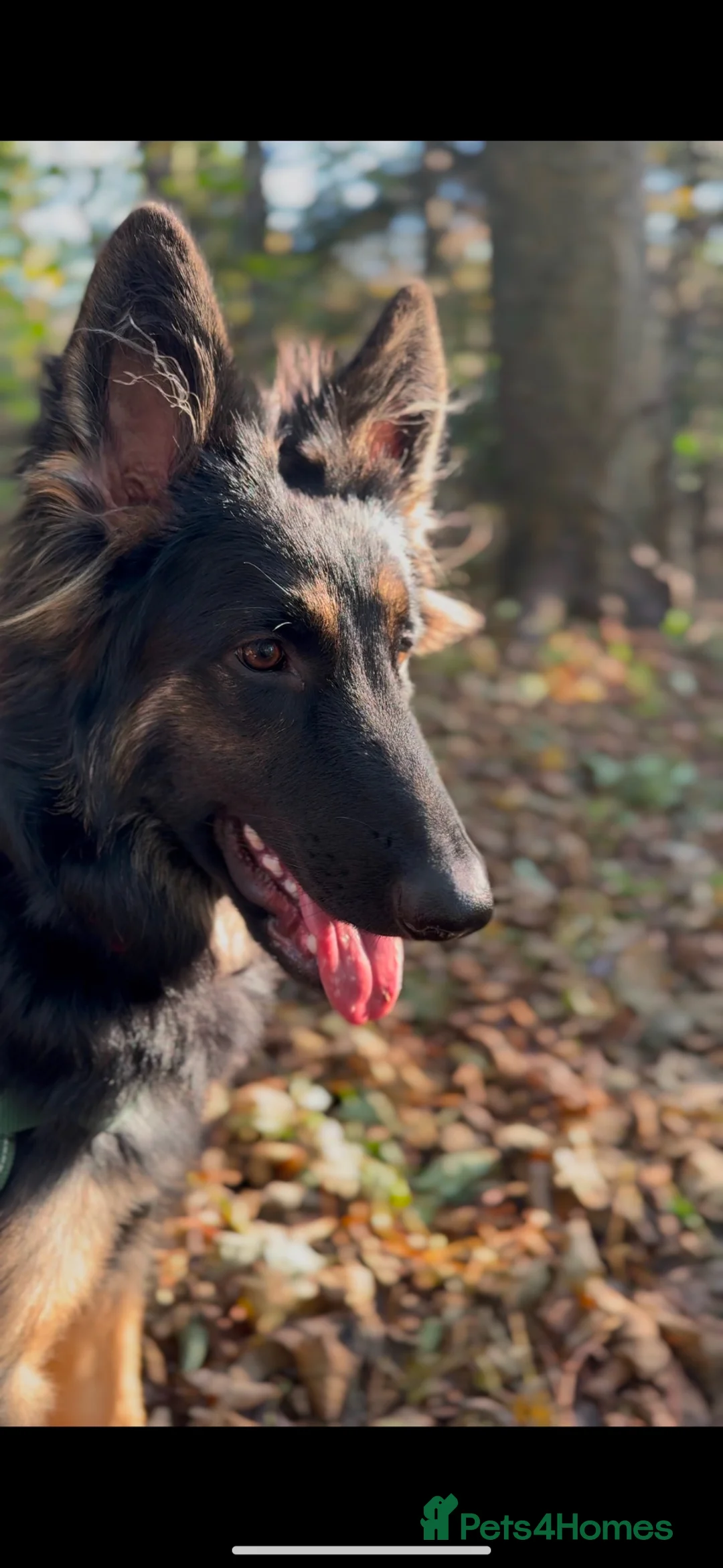 German Shepherd dogs for sale: Bonnie in Huddersfield - Advert 4