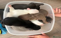 French Bulldog dogs for sale: KC fluffy French bulldog puppies - Image 7