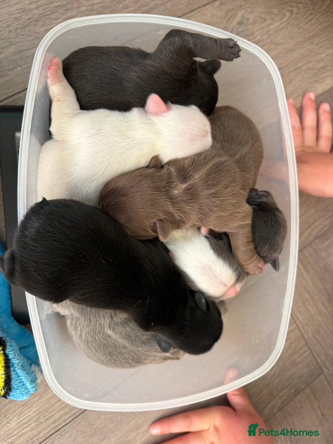 French Bulldog dogs for sale: KC fluffy French bulldog puppies - Image 7