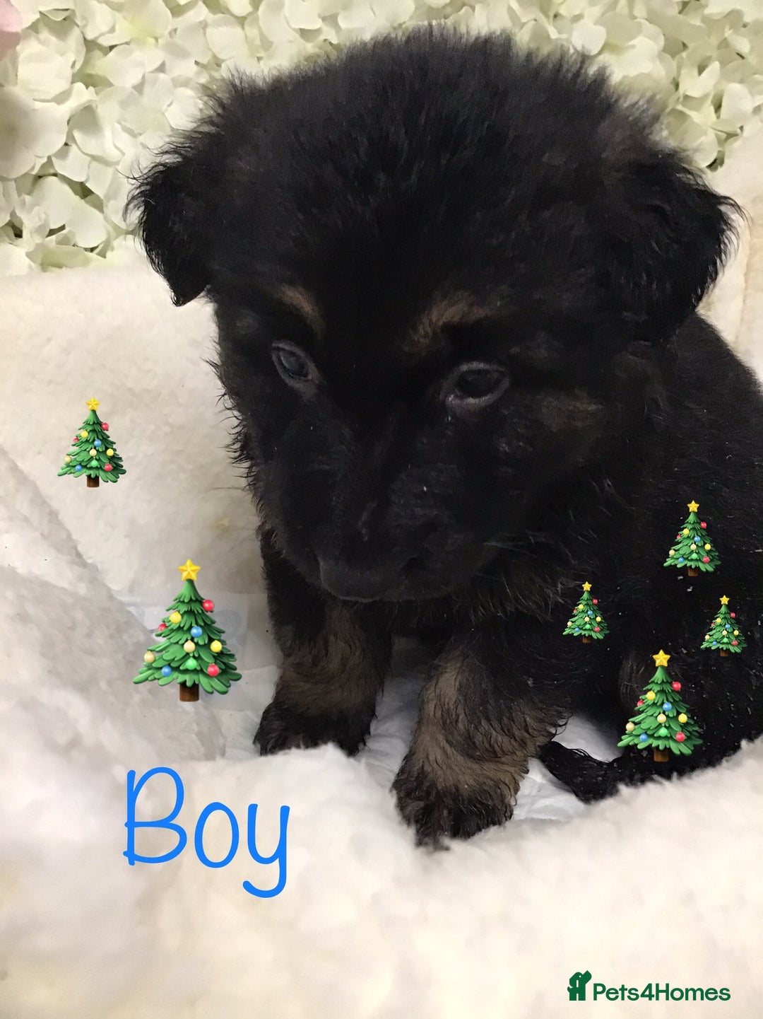 German Shepherd dogs for sale: chunky longhaired GSD pups for sale - Advert 7