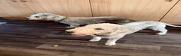 Bedlington Terrier dogs for sale: Bedlington terrier puppy CT clear - Advert 4
