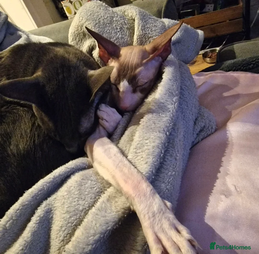 Oriental cats for sale: 2 lovely brothers looking for new home.  - Advert 2