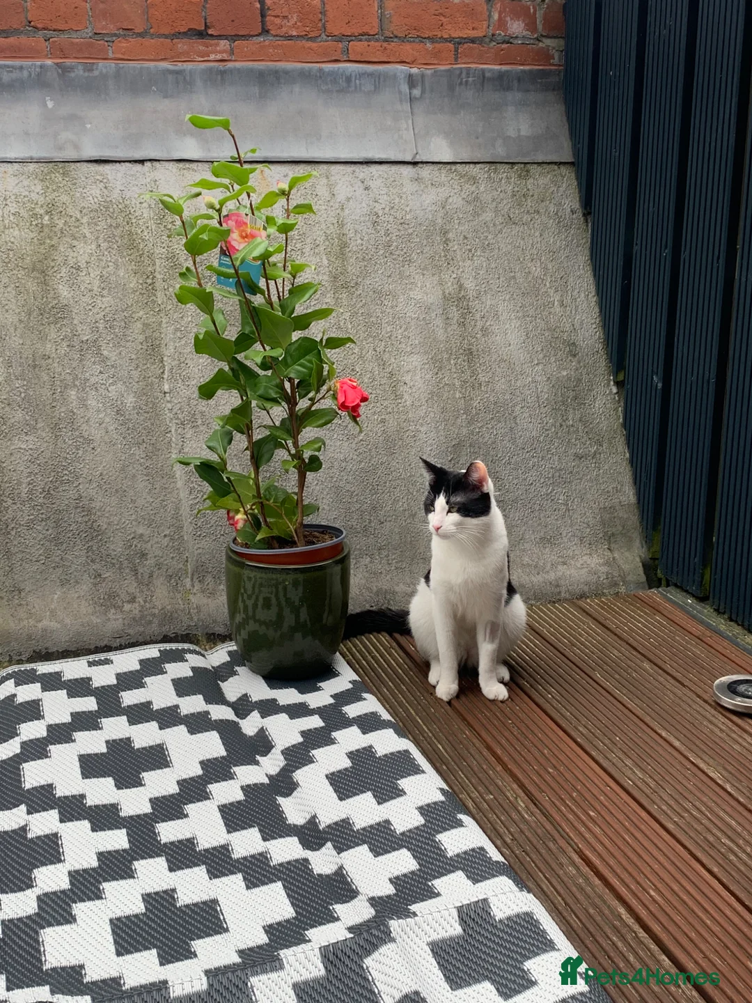 Mixed Breed cats for sale: 1 year old boy Huraira  in Dewsbury - Advert 2