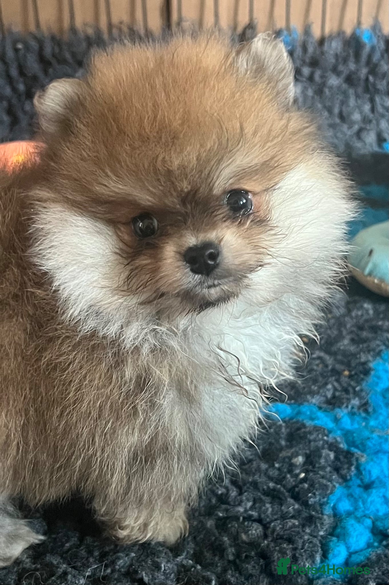 Pomeranian dogs for sale: Pomeranian Puppies Black & Tan Chocolate Sable - Advert 16