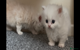 Munchkin cats for sale: Beautiful Munchkins Kittens  - Image 10