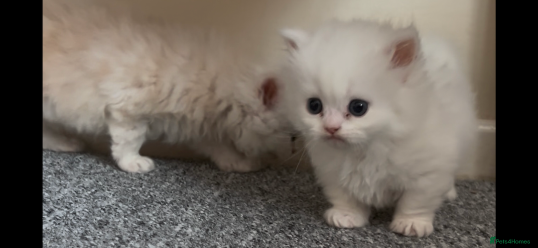 Munchkin cats for sale: Beautiful Munchkins Kittens  - Image 10