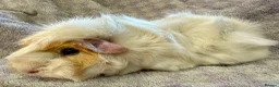 Guinea Pig rodents for sale: Beautiful Guinea Pigs Available - Advert 7