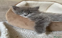 Mixed Breed cats for sale: Gorgeous half Persian fluffy Kittens  - Image 18