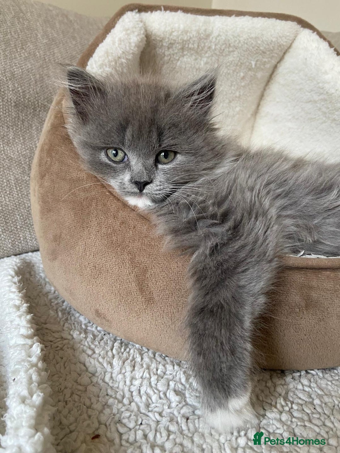 Mixed Breed cats for sale: Gorgeous half Persian fluffy Kittens  - Image 18