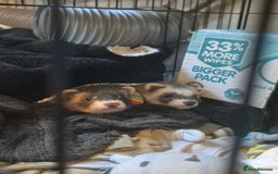 Ferret rodents for sale: 3 ferrets  - Image 2