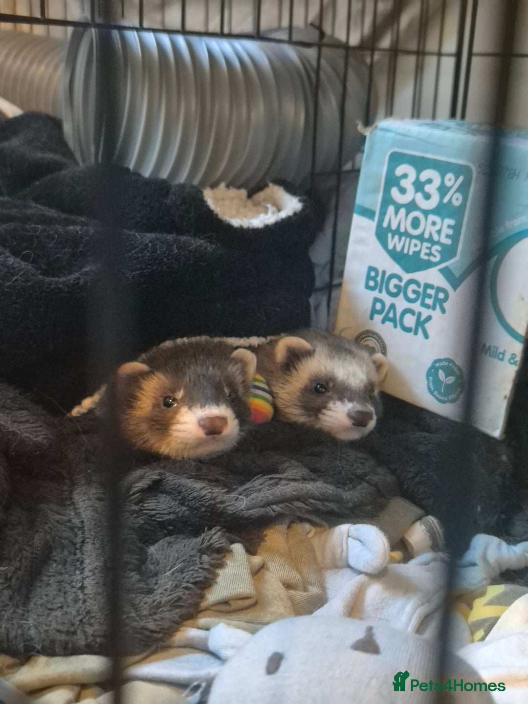 Ferret rodents for sale: 3 ferrets  - Image 2