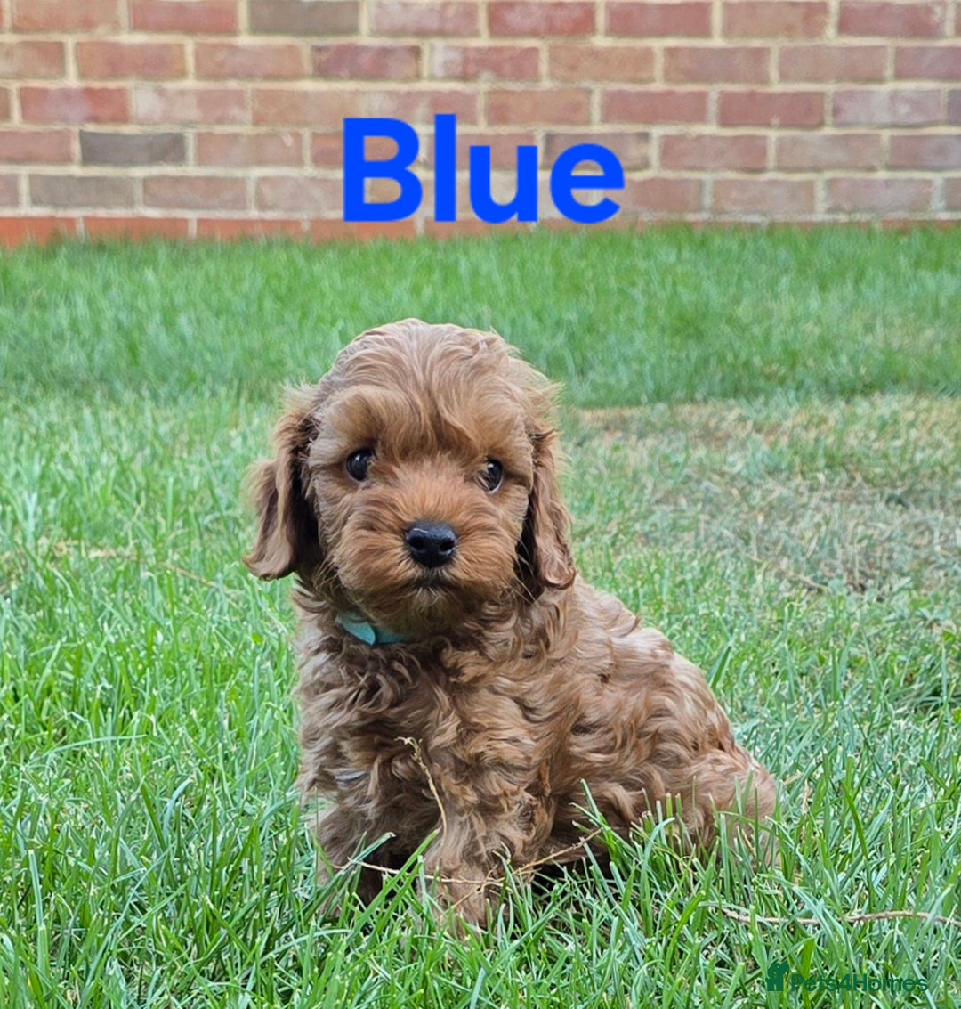 Cavapoochon dogs for sale: Male non-fade cavapoochon for sale - Image 9