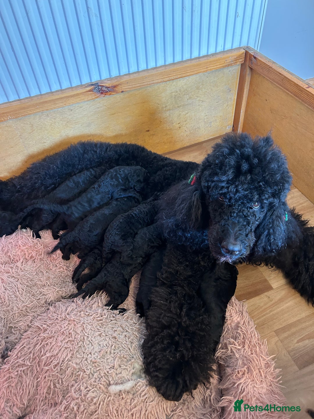 Standard Poodle dogs for sale: Poodle puppies - Advert 12
