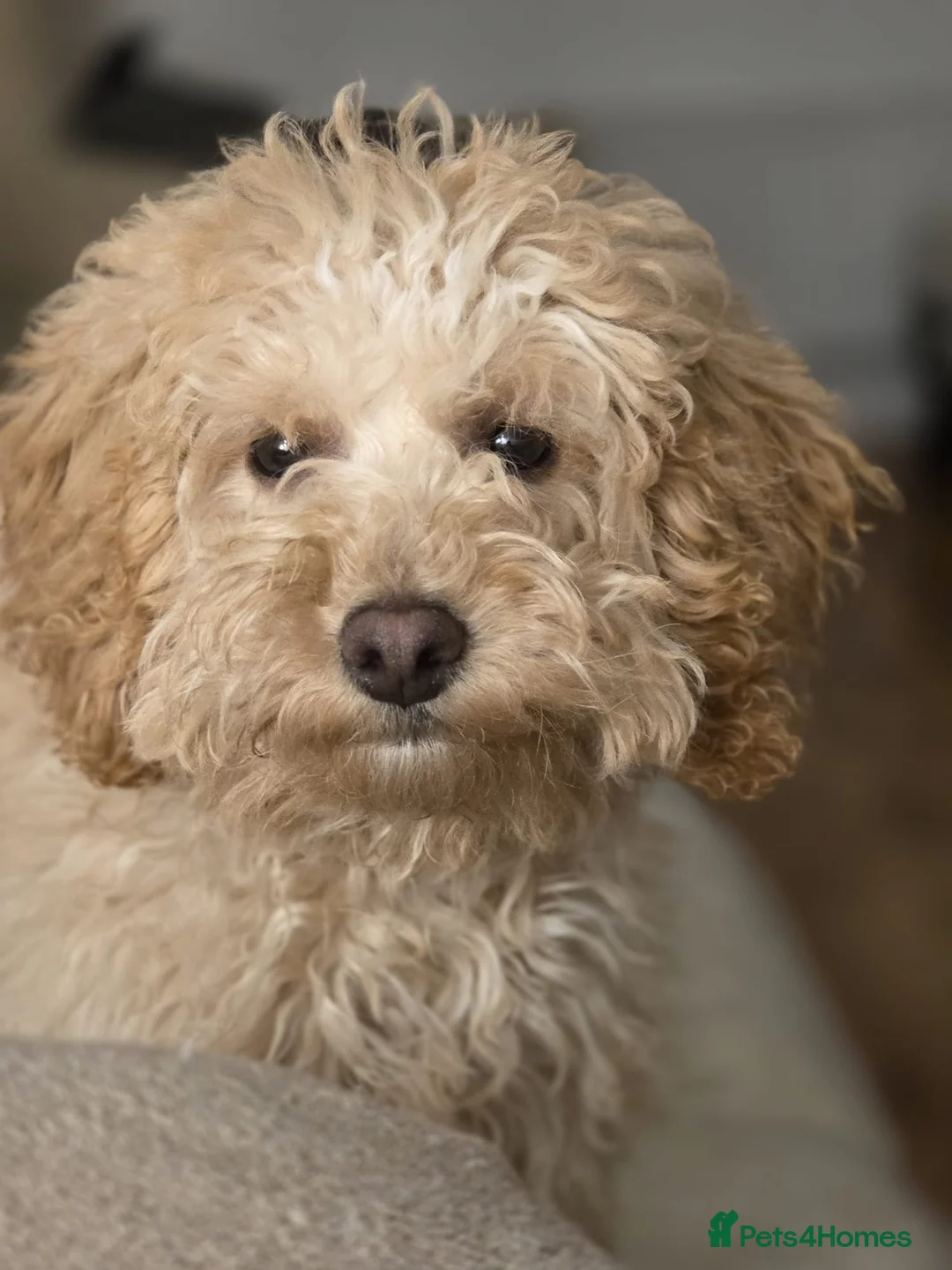 Cockapoo dogs for sale: beautiful girl - Advert 4