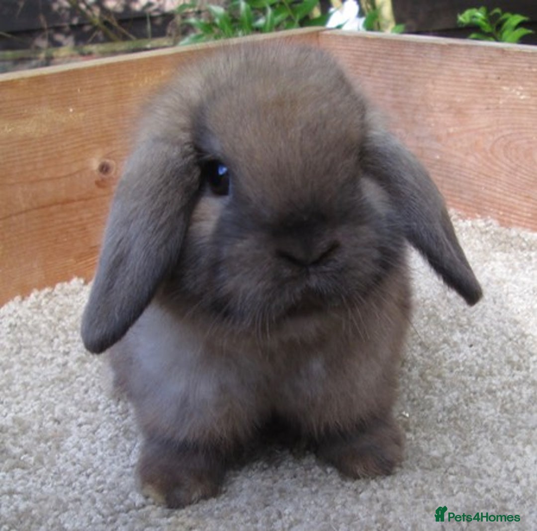 Mini Lop rabbits for sale: VACCINATED/wormed/flead mini lop babies  - Image 7