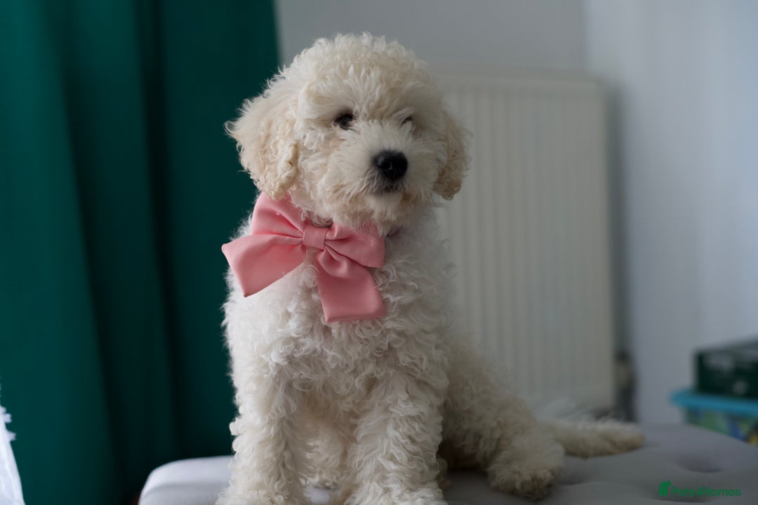 Shihpoo dogs for sale: Shihpoo - Image 8