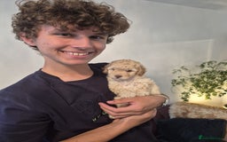 Miniature Poodle dogs for sale: LUXURY Litter of KC Registered Miniature Poodles - Image 23